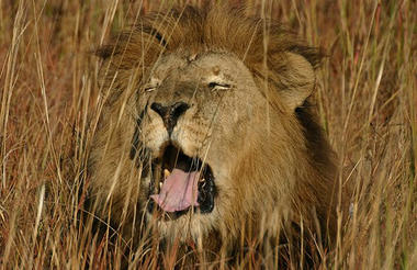 Kafue Yawn